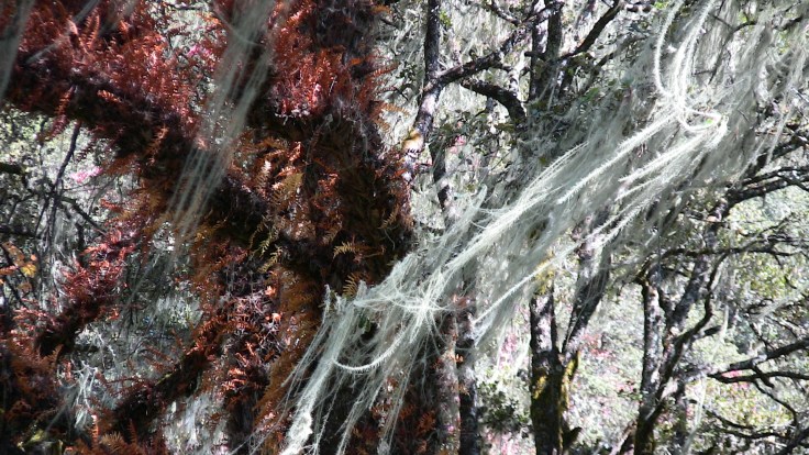 IMG_0957 - Taktshang forest